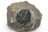 Detailed Gerastos Trilobite Fossil - Morocco #226621-3